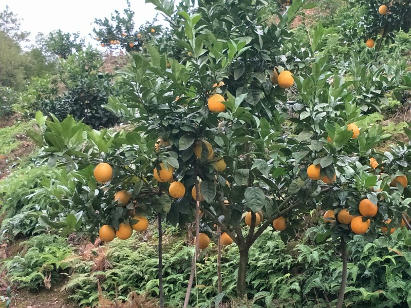 纯纽贺尔苗子50一80公分高