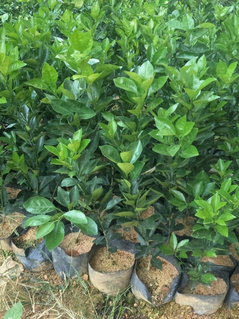 纯纽贺尔苗子50一80公分高