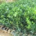 纯纽贺尔苗子50一80公分高