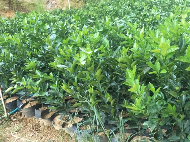 纯纽贺尔苗子50一80公分高