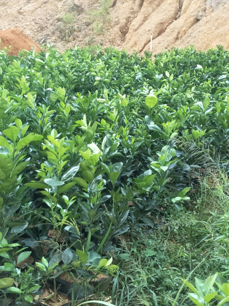 纯纽贺尔苗子50一80公分高