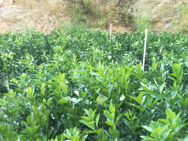 纯纽贺尔苗子50一80公分高