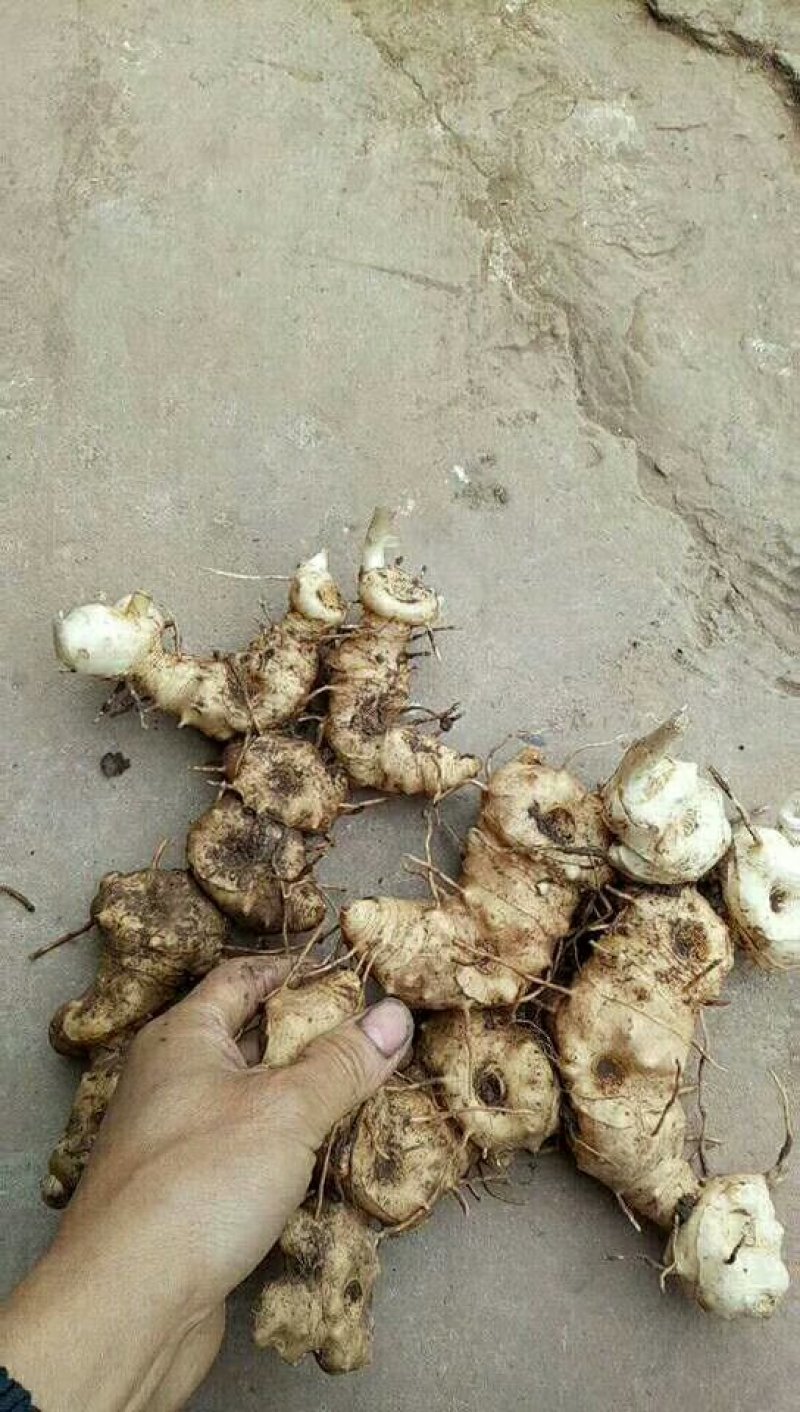 大量出售黄精