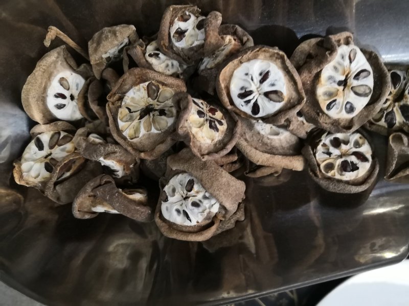 预知子也叫八月扎