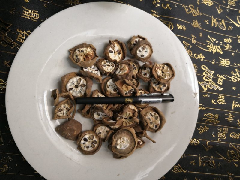 预知子也叫八月扎