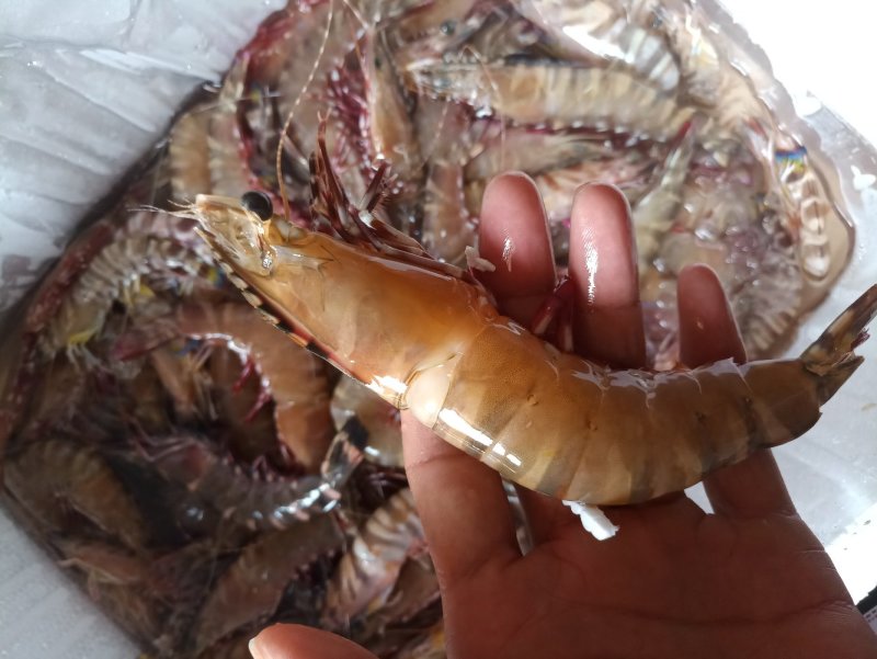 红爪虾，鬼虾