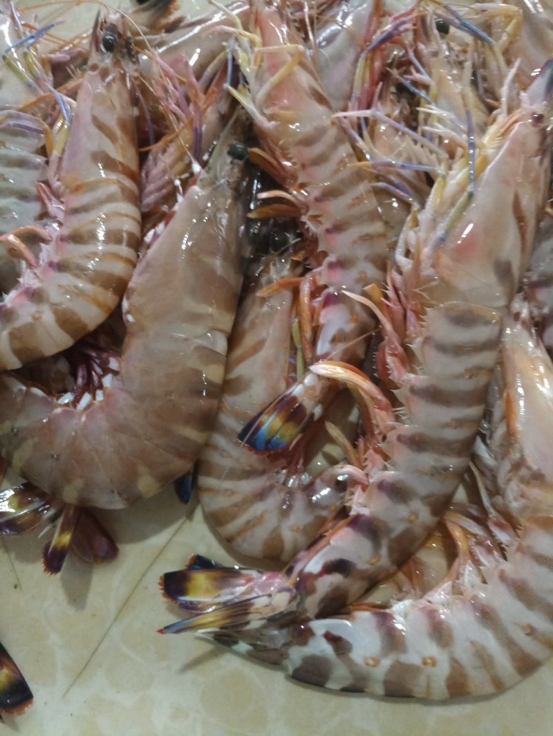 红爪虾，鬼虾