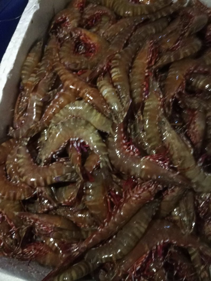 红爪虾，鬼虾