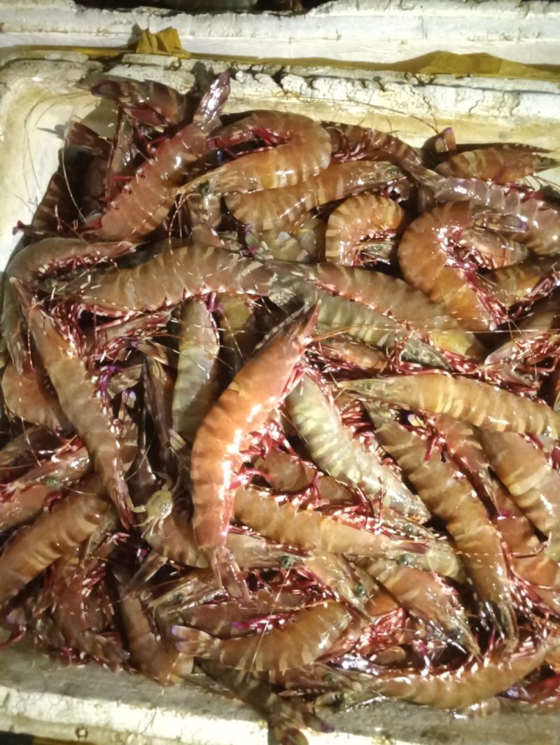 红爪虾，鬼虾