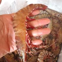 红爪虾，鬼虾