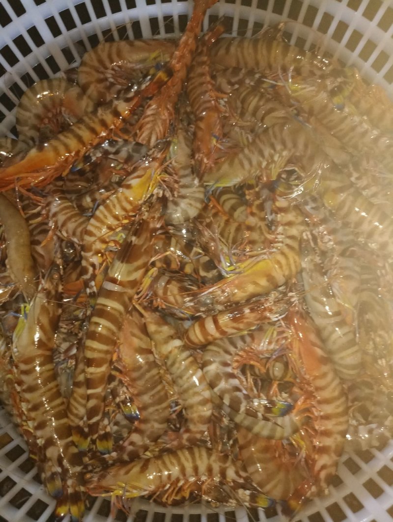 红爪虾，鬼虾