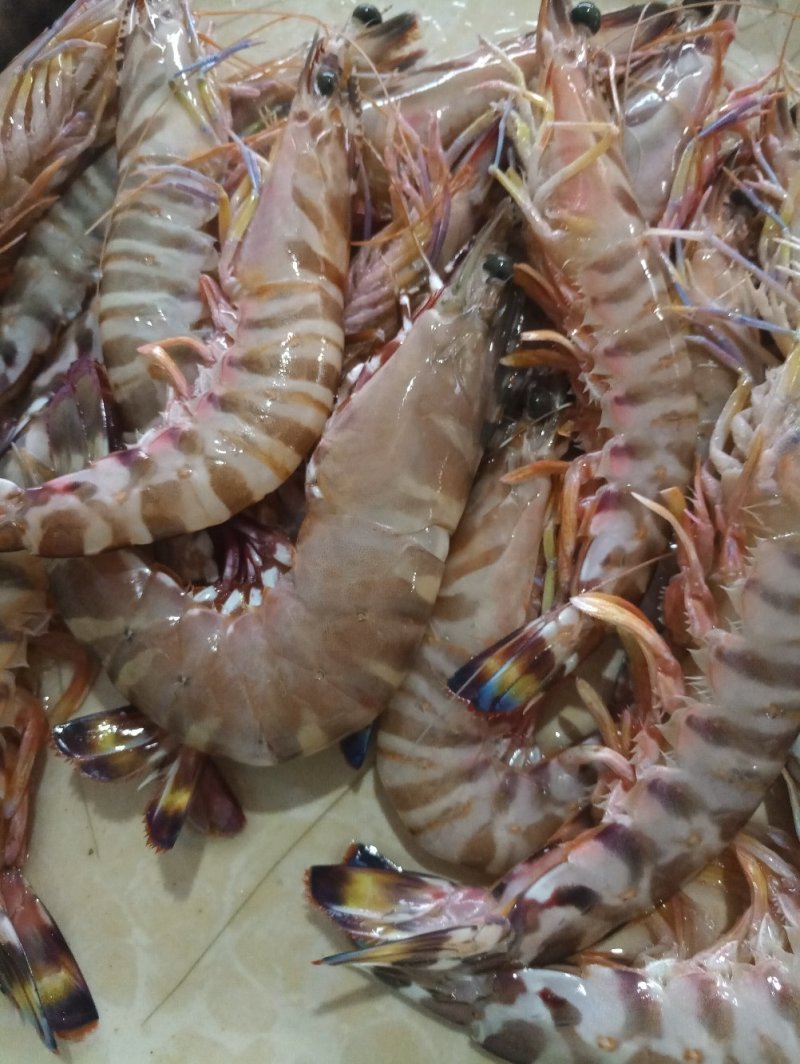 红爪虾，鬼虾
