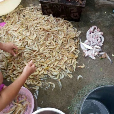 海虾干