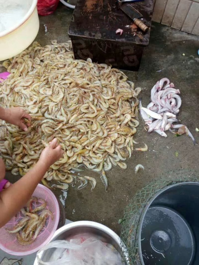 海虾干