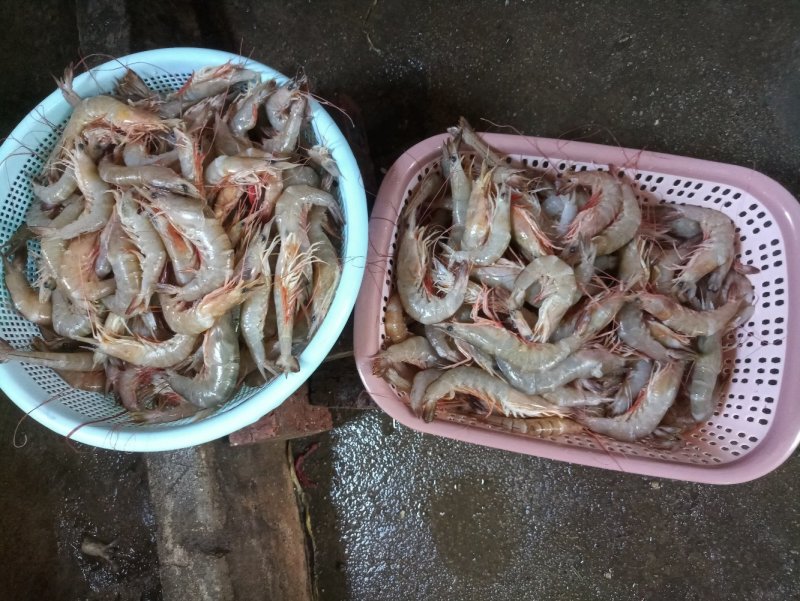 海虾干