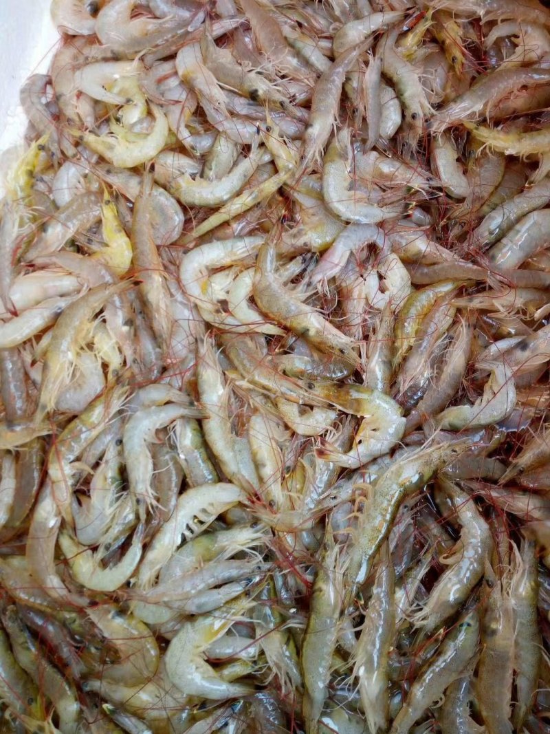 海虾干