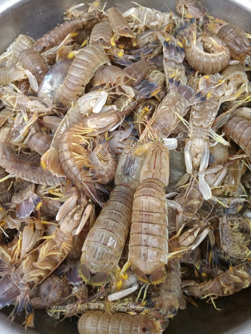皮皮虾