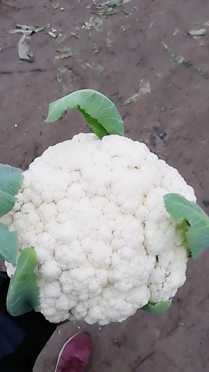 精品小米花现在有货！