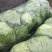 【甘蓝】圆包菜低价供应全国各大市场电商商超