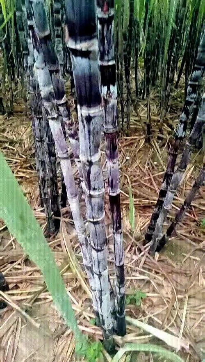 甘蔗