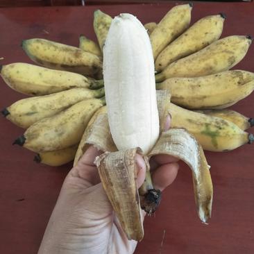 广西南宁香蕉-粉蕉自家种的粉蕉28元8斤包邮