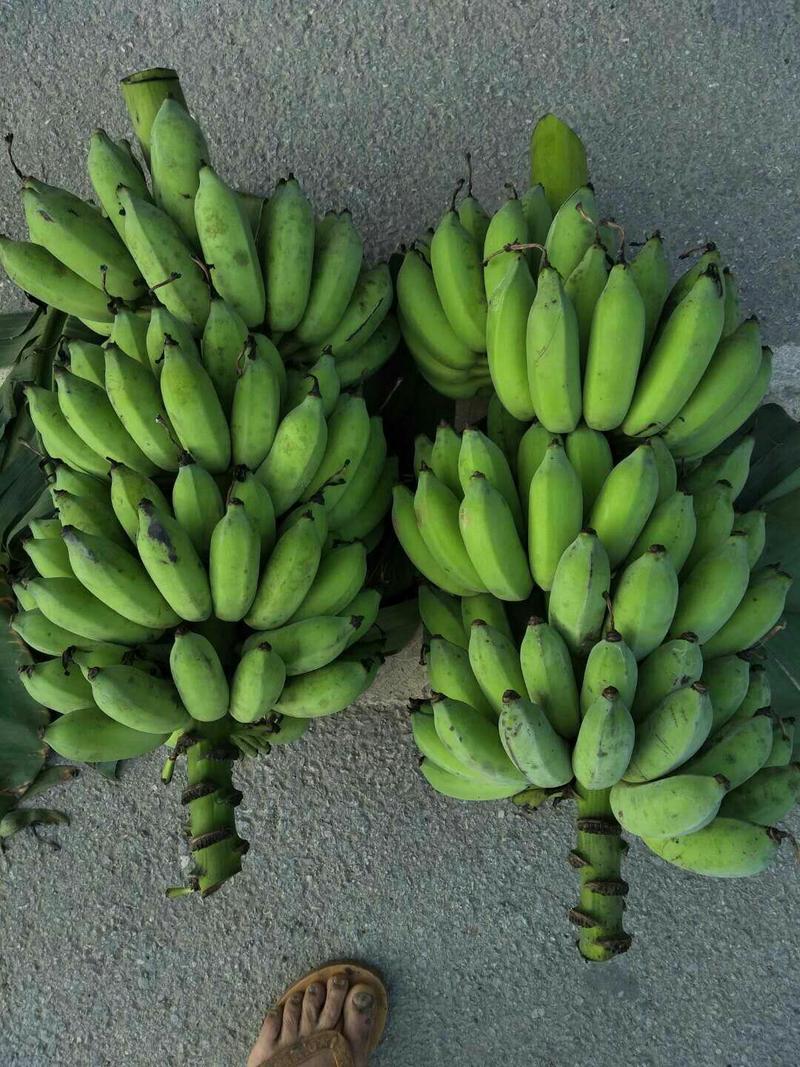 广西南宁香蕉-粉蕉自家种的粉蕉28元8斤包邮