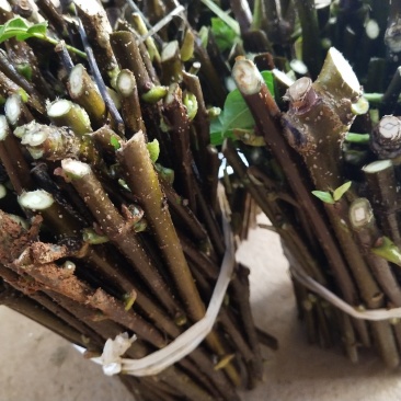 热销吴茱萸枝条(江西中花)，正宗江西樟树中花吴茱萸