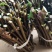 热销吴茱萸枝条(江西中花)，正宗江西樟树中花吴茱萸