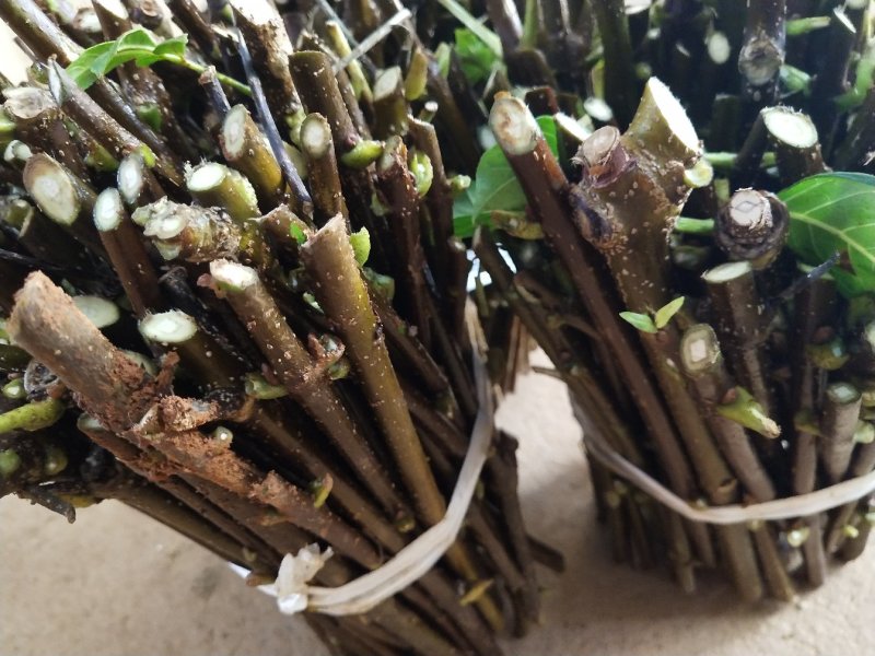 热销吴茱萸枝条(江西中花)，正宗江西樟树中花吴茱萸