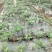 热销吴茱萸枝条(江西中花)，正宗江西樟树中花吴茱萸