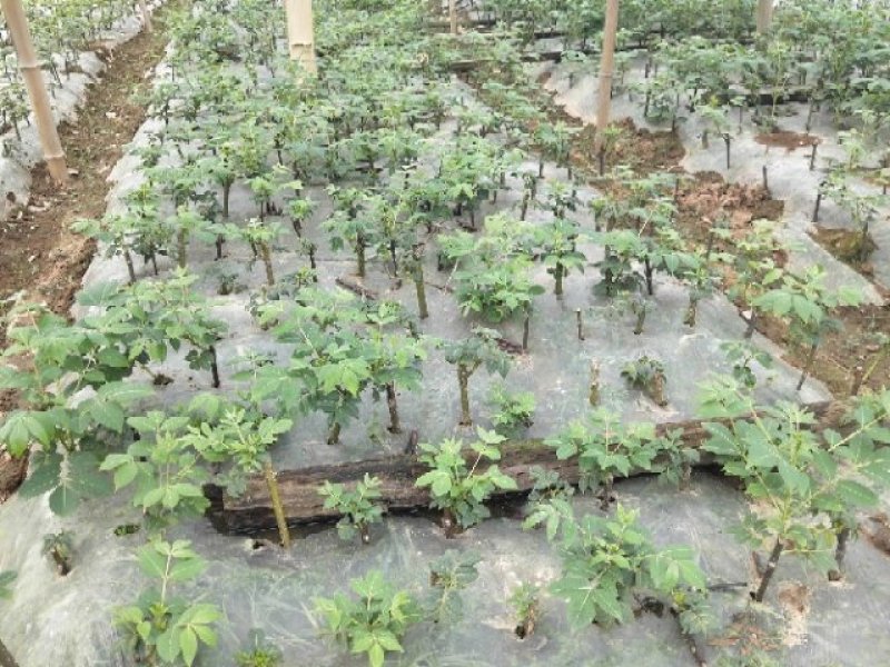 热销吴茱萸枝条(江西中花)，正宗江西樟树中花吴茱萸