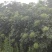 热销吴茱萸枝条(江西中花)，正宗江西樟树中花吴茱萸