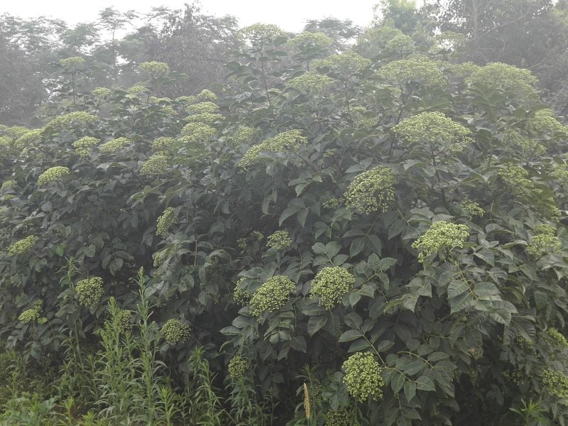热销吴茱萸枝条(江西中花)，正宗江西樟树中花吴茱萸