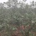 热销吴茱萸枝条(江西中花)，正宗江西樟树中花吴茱萸