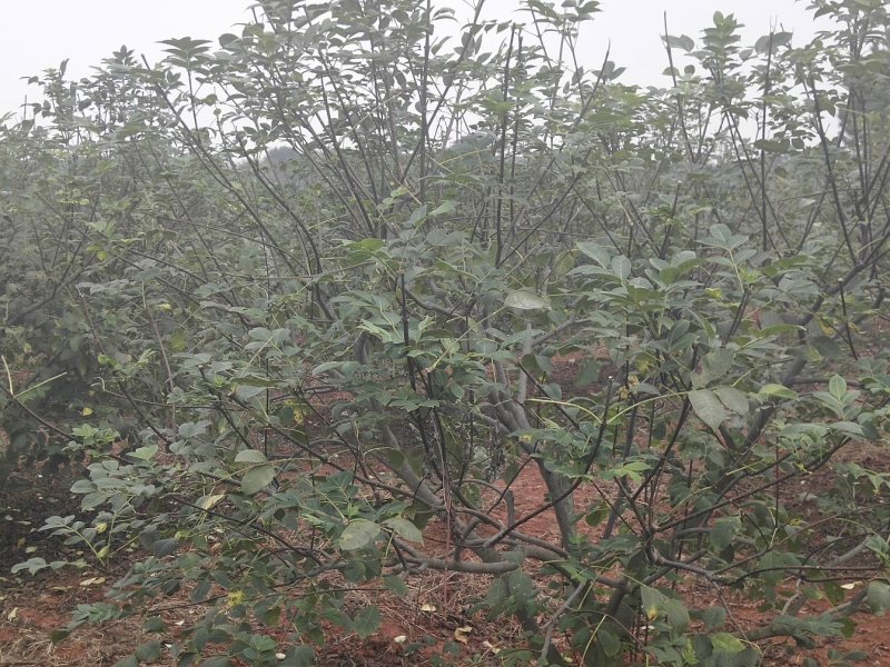 热销吴茱萸枝条(江西中花)，正宗江西樟树中花吴茱萸