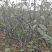热销吴茱萸枝条(江西中花)，正宗江西樟树中花吴茱萸