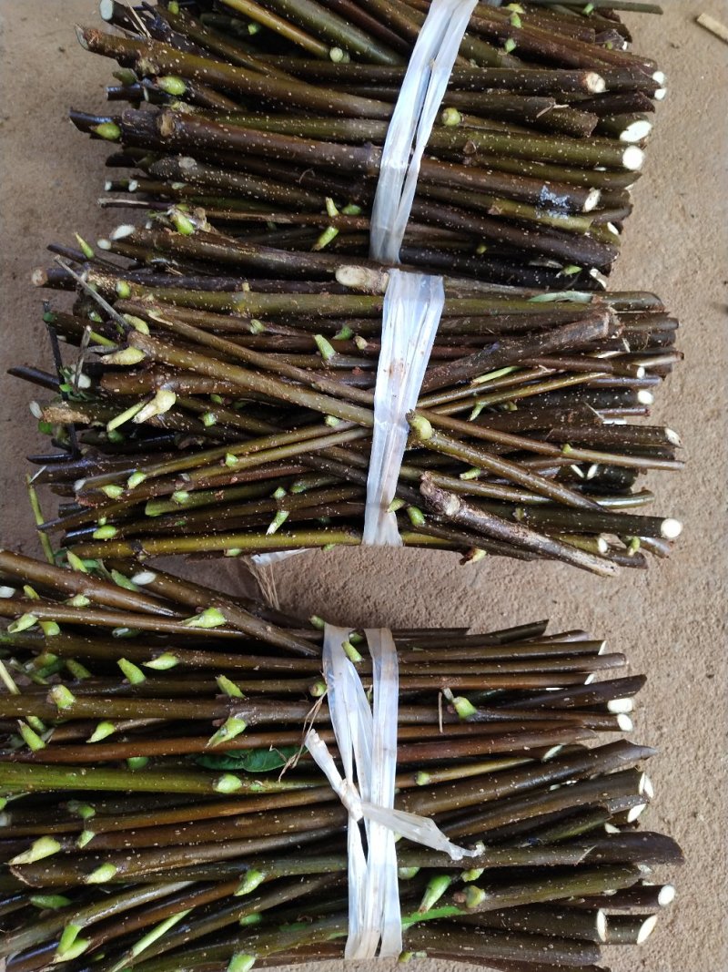 热销吴茱萸枝条(江西中花)，正宗江西樟树中花吴茱萸