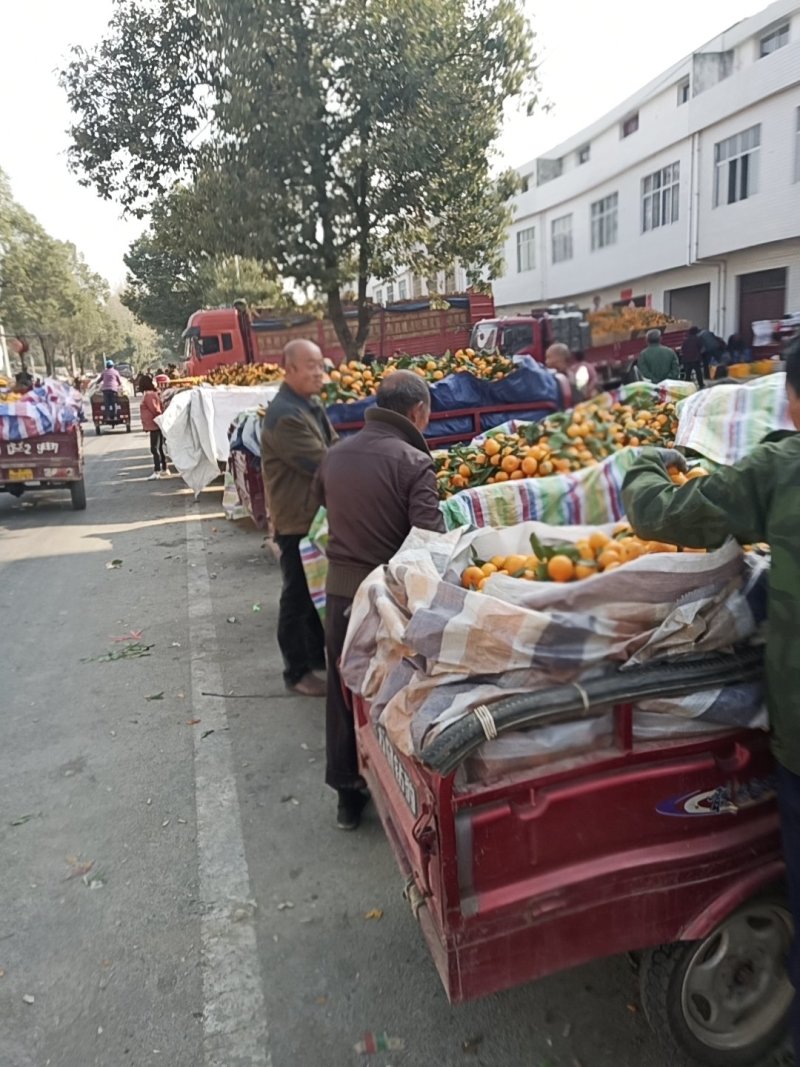 城固县密桔，叶子密桔口感很甜皮溥肉甜皮毛光亮现货大量上市