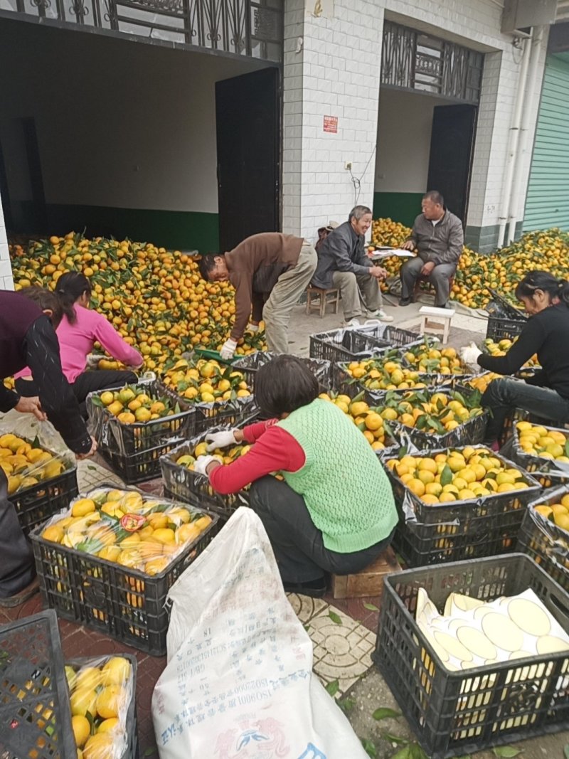 城固县密桔，叶子密桔口感很甜皮溥肉甜皮毛光亮现货大量上市