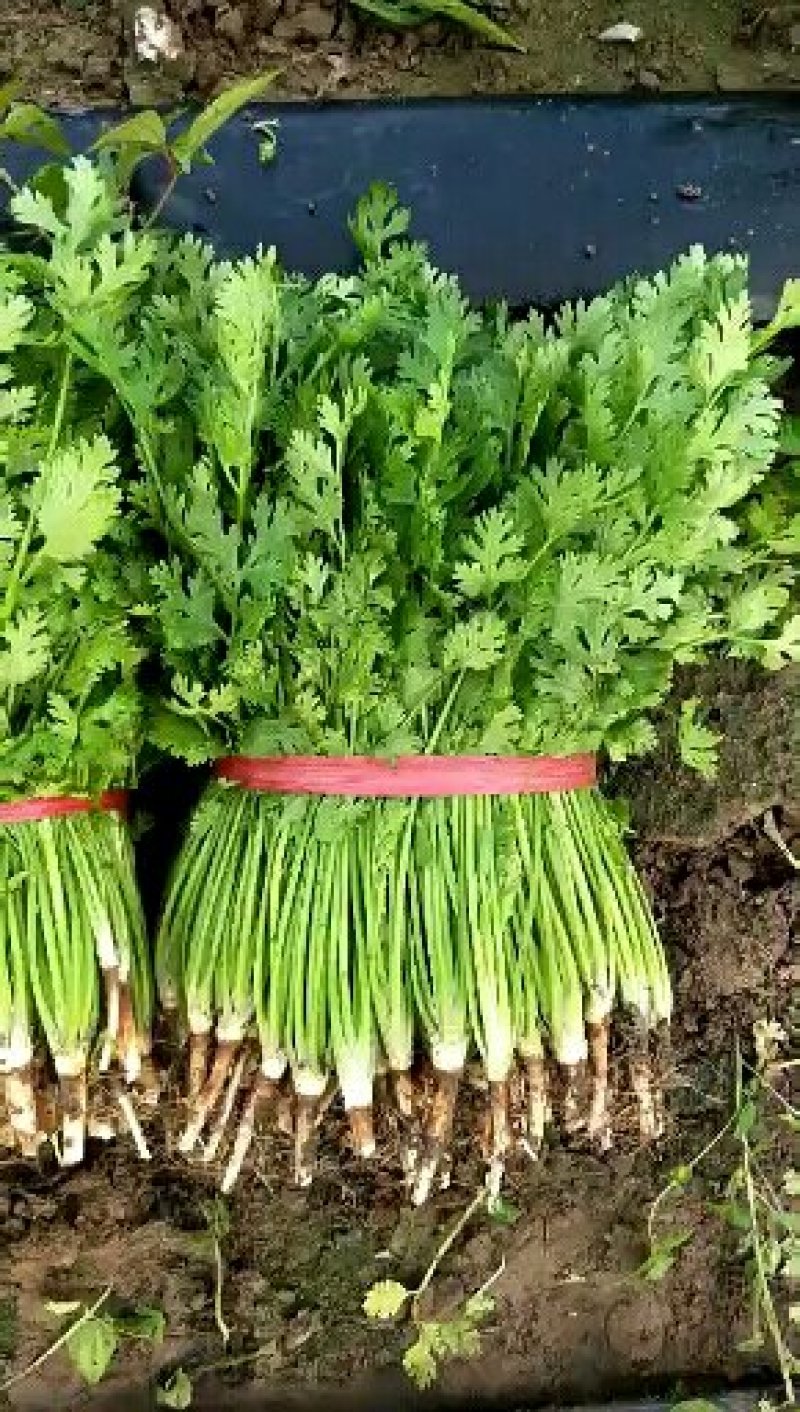 山东精品香菜大量上市产地直供一手货源品质保证