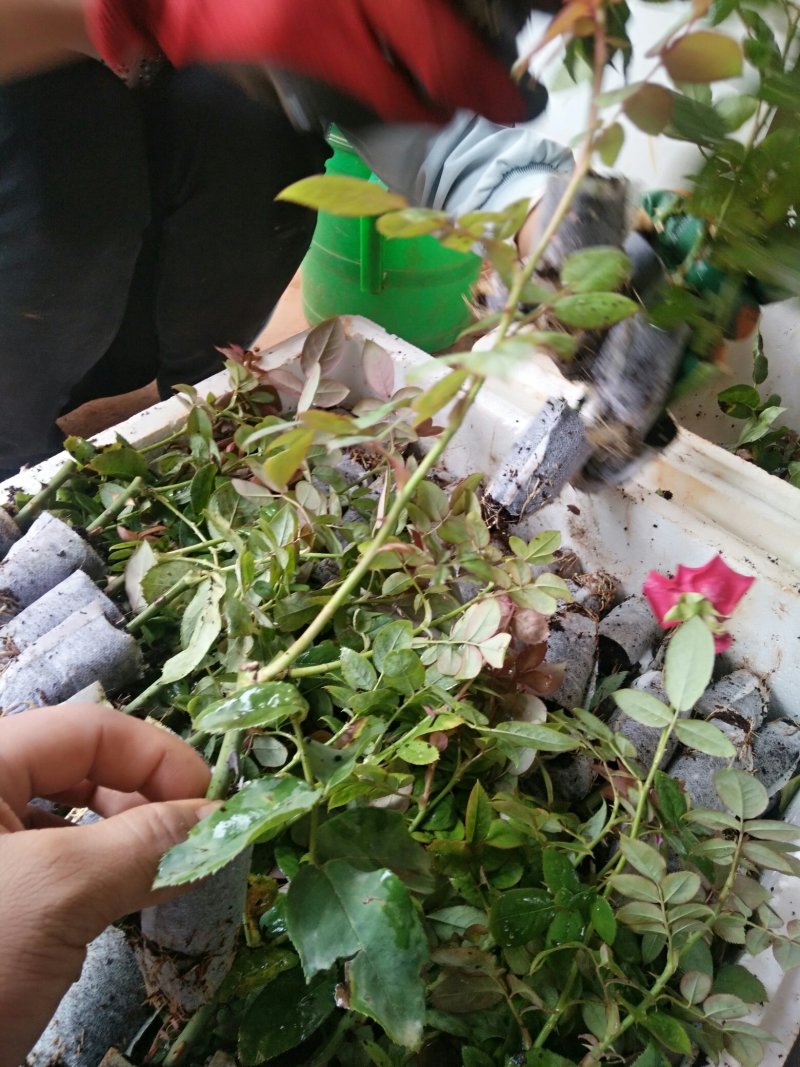 食用玫瑰苗20～30公分高可以做玫瑰酱，玫瑰纯露，精油，