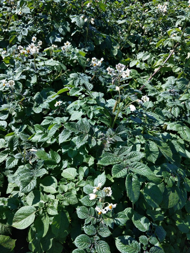 红玫瑰土豆种子适合任何地区种植经济效益高