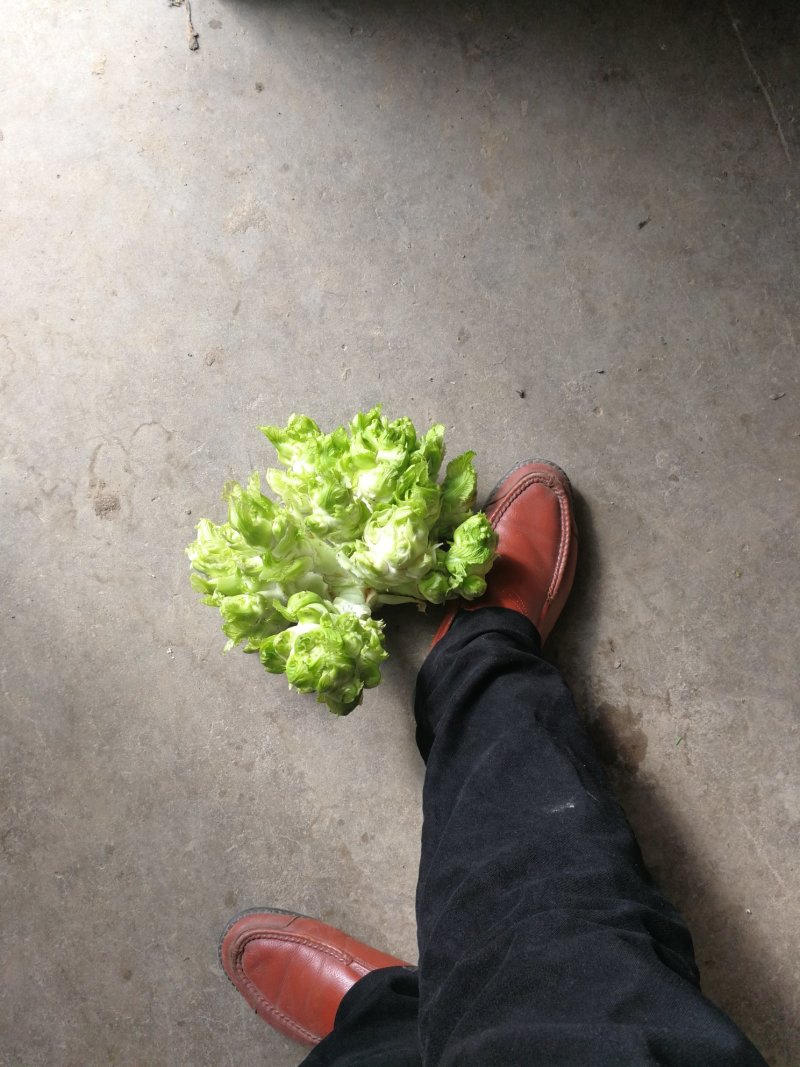 儿菜