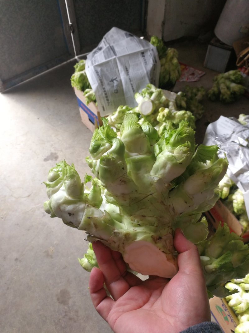 儿菜