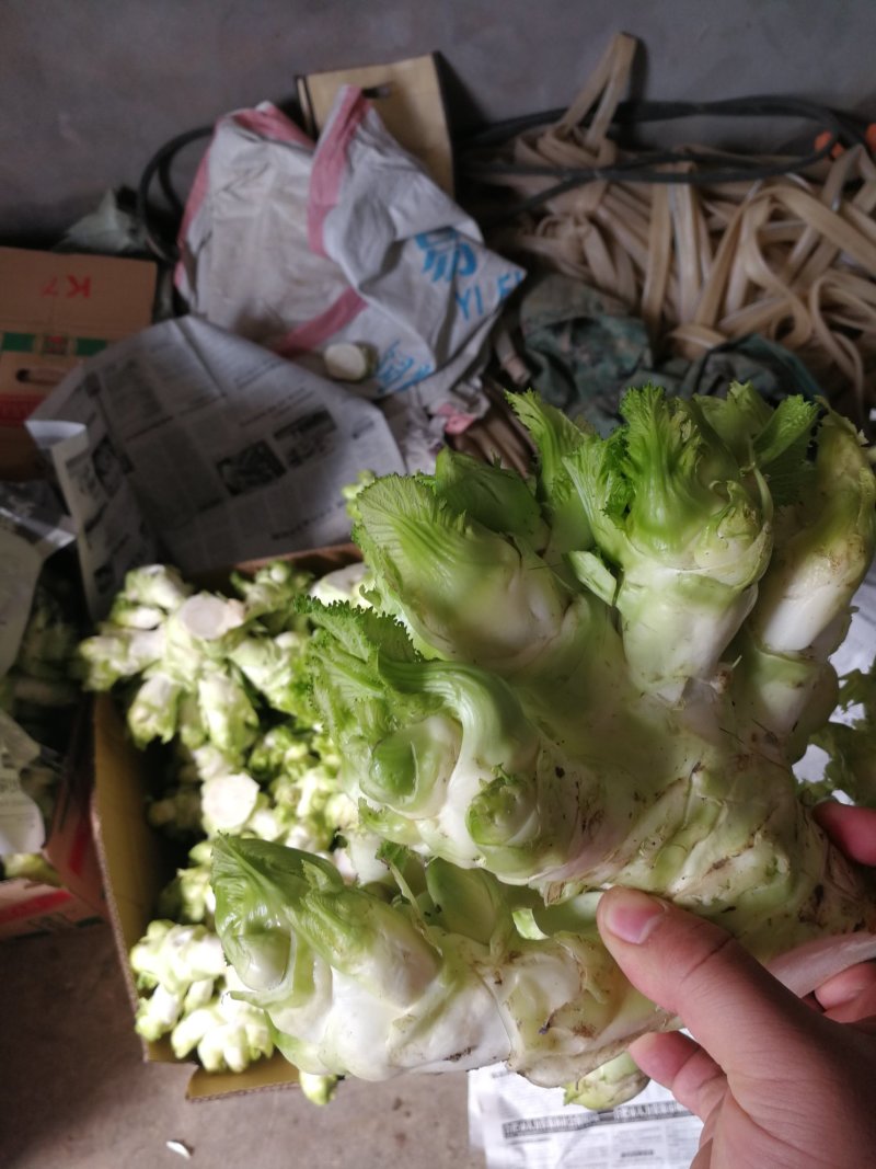 儿菜
