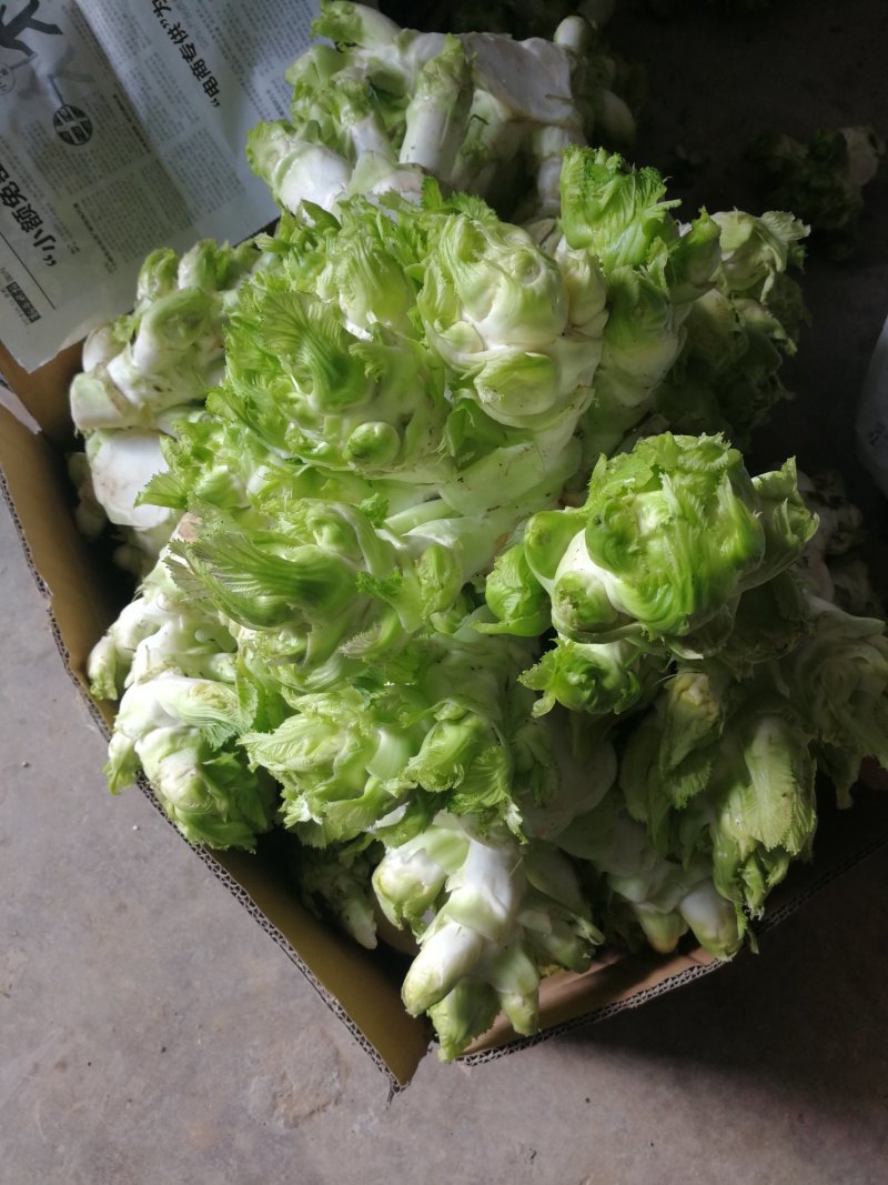 儿菜