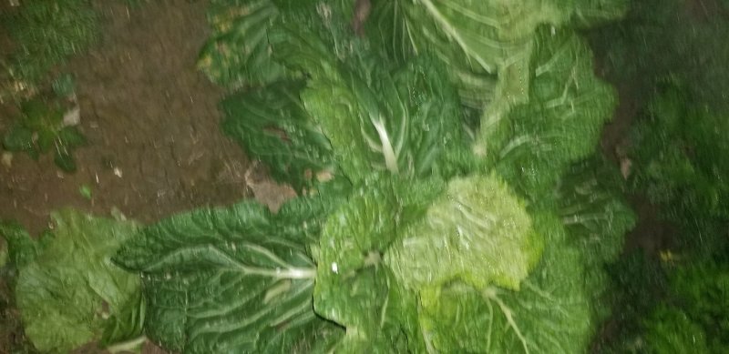菜花，有机菜花