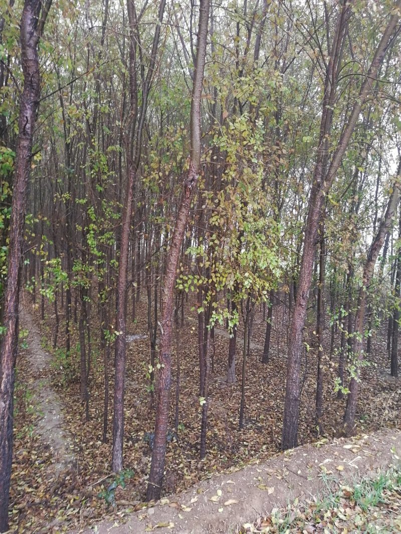 榆树
