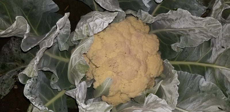 有机菜花
