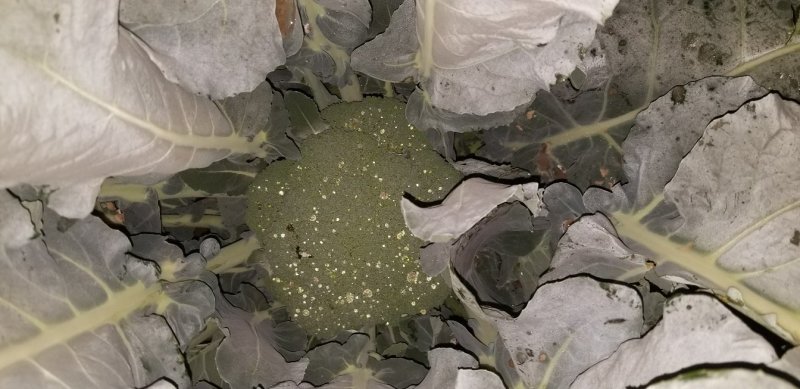 有机菜花